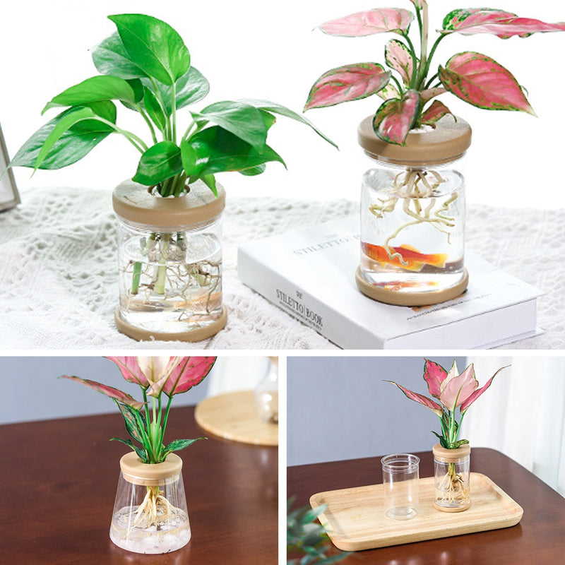 Transparent Hydroponic Plant Pots for Vibrant Indoor Water Gardens