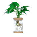 hydroponic pots, hydroponic plant pots, plant pots, indoor plant pots, indoor water plants, indoor water garden, 