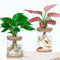 hydroponic pots, hydroponic plant pots, plant pots, indoor plant pots, indoor water plants, indoor water garden, 